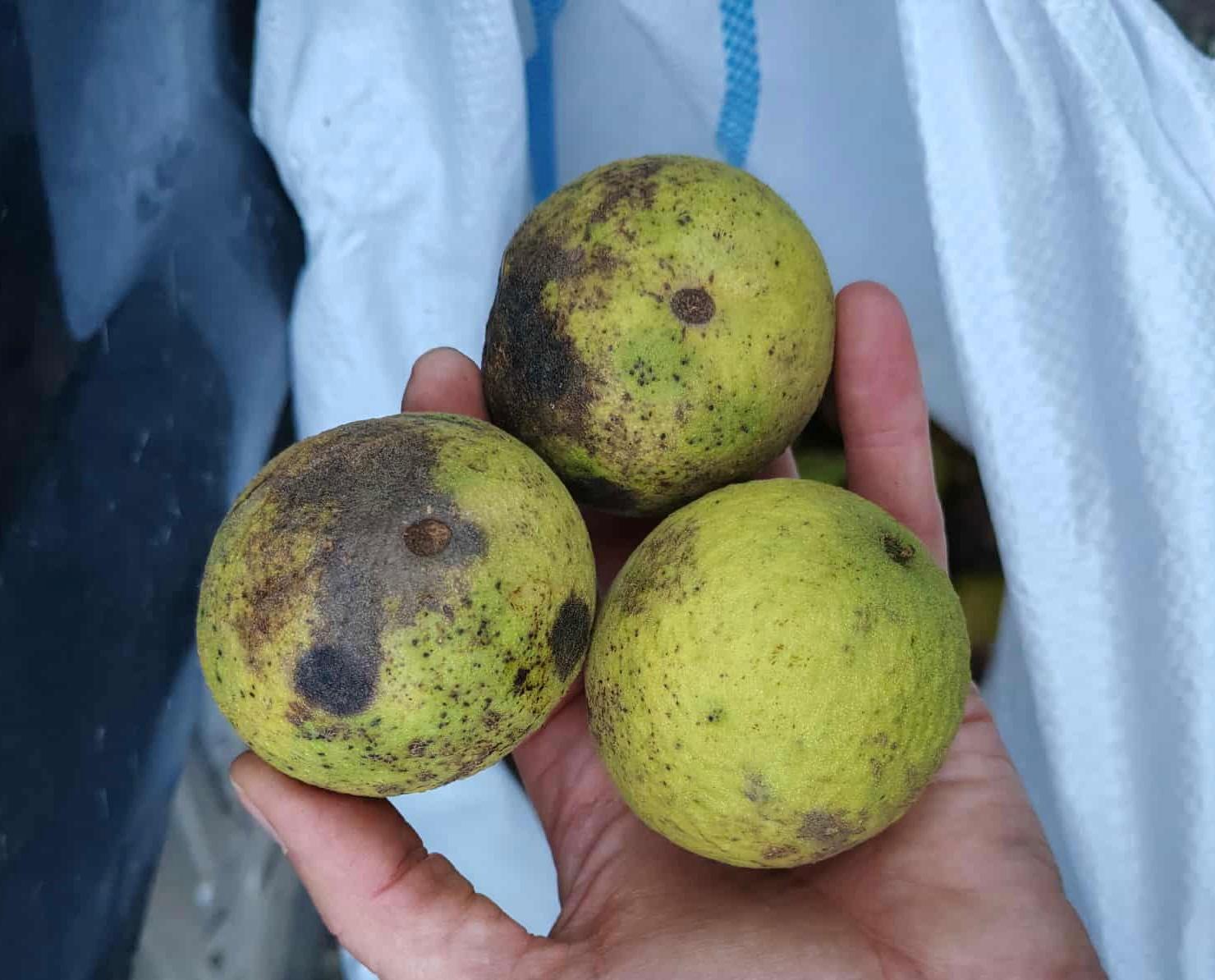 Beneficii nuca neagra